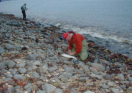 Note that John is still fishing away in the background. The fish was landed, without a net, by sliding it ashore on a wave.
