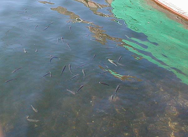 These fish were skimming the surface film for food. Some bigger mullet were in the deeper water.