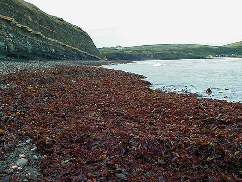 This weed was the product of one day of strong south-easterly winds.
