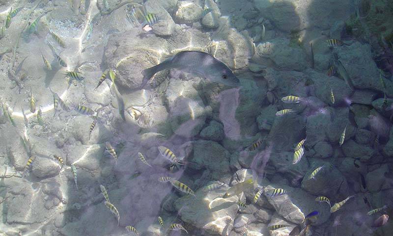 The participants were mostly sergeant majors.