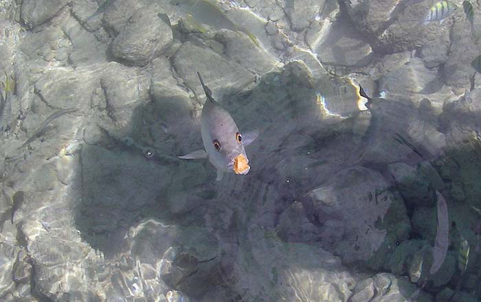 bread is almost a universal bait and decent sized snappers took it 'off the top'.