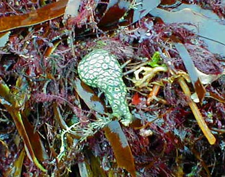 Each little ring is a group of tiny sea squirts.