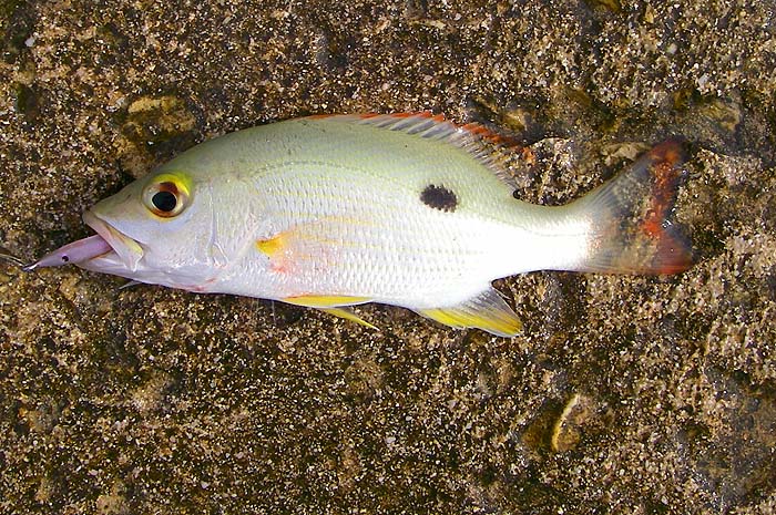 To be honest it's a pleasure to catch colourful specimens like this little chap.