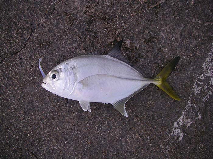 Not quite what I'd hoped for but lively on the fly gear.