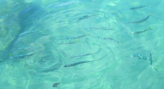 A shoal of 'halfbeaks' at the surface.