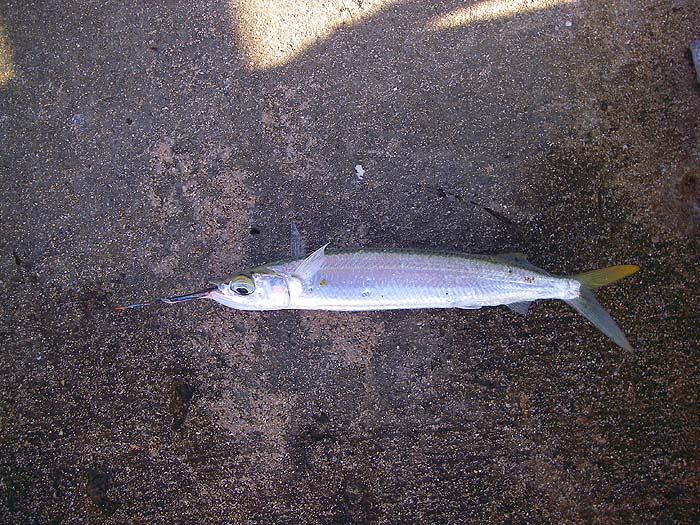 this one took a bit of bread crust off the top.