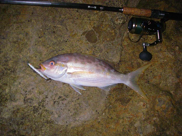 My first catch from the rocks, these fish fight pretty hard.