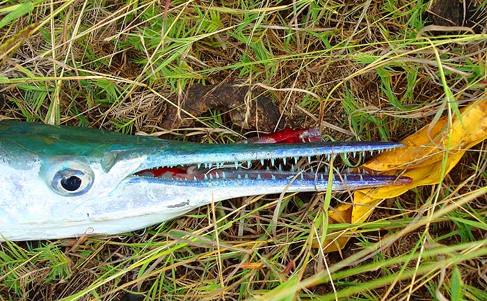 Not the place for your fingers. This one may have ruined my Angel Kiss plug by, somehow, causing it to leak.