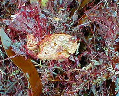 Not quite as big as a bath sponge but similar in appearence.