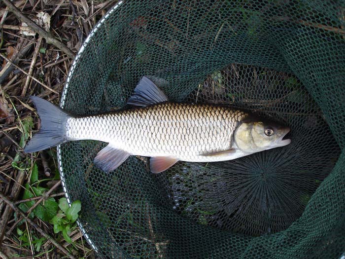 One of Stu's experimental captures.