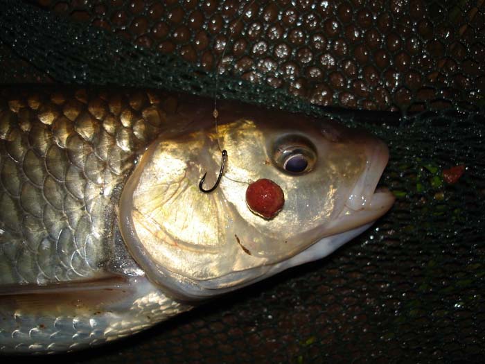 Stu says that the mini boilie is just a carrier for the paste and sometimes comes off, on the strike..