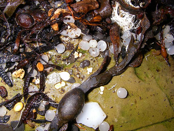 These beads are everywhere - there must have been many tonnes lost.