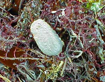 Like the sponges these animals filter the sea water for food.