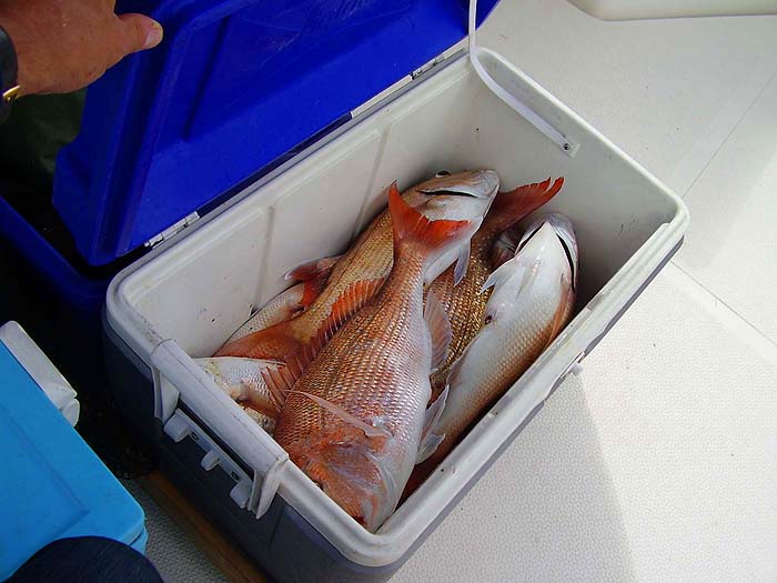 At least when you catch them on rod and line you can let the undersized ones go.