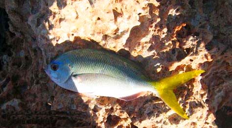 Apart from the fact it doesn't appear to have a red belly this seems to be what it is.