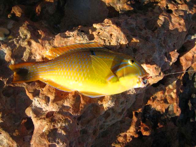 Some sort of tuskfish?