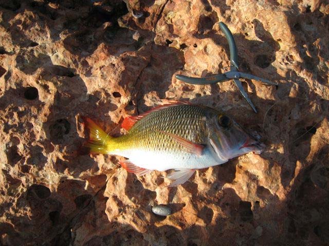 Another amazing little fish.