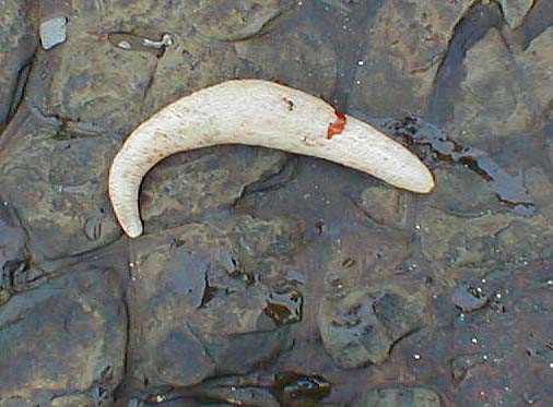 About the size of a chipolata sausage this creature normally lives buried in the sea bed.