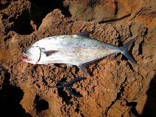 I bet these fish 'go a bit'. Look at the thin tail wrist and massive forked tail.