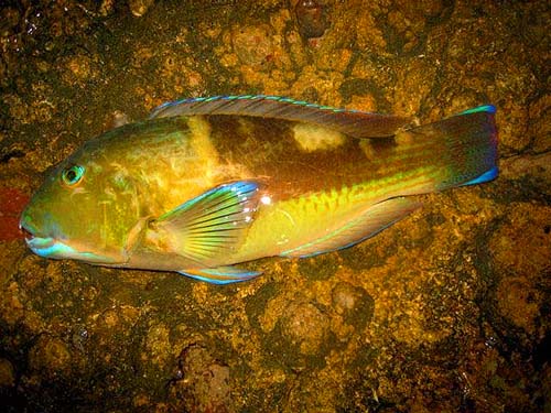 Apparently these fish have blue bones.