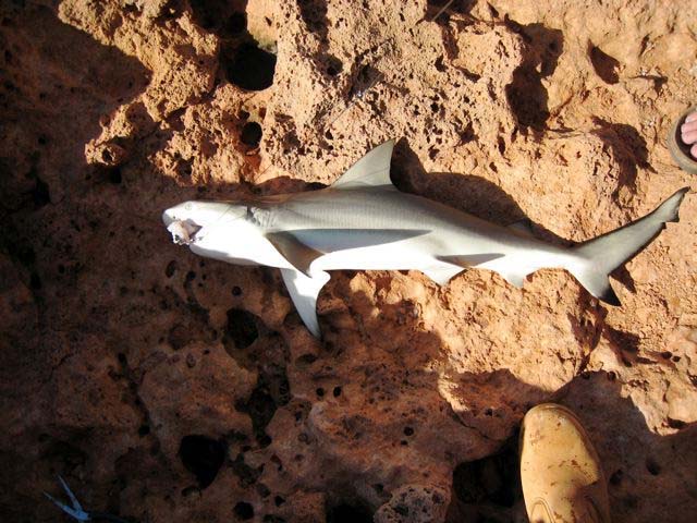 I think that this is a relative of the large 'whaler' sharks.