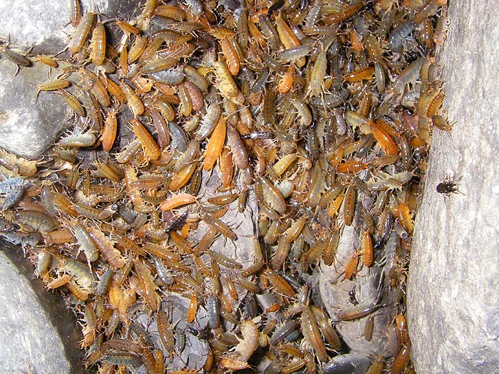 As the tide reached its peak there were lots of these little amphipods hopping up the shore. I've rarely found one in a fish though.