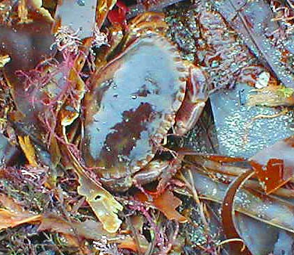 One of many that took my bait.