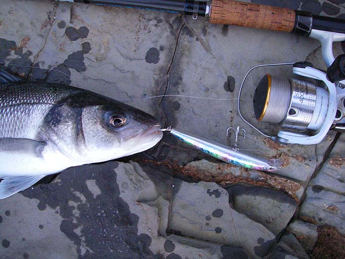 Unusually the fish took the tail treble but it was just as fat as Ben's fish.