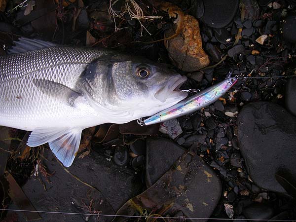 No monster but a spirited little fish.