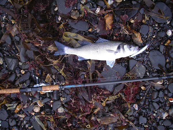 I'd walked back along the beach twenty metres or so when I got this one.