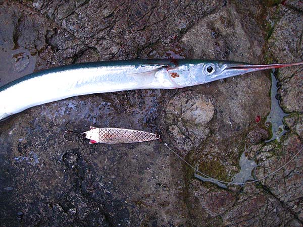 This one was unlucky. It managed to hook itself on an old Toby spoon.