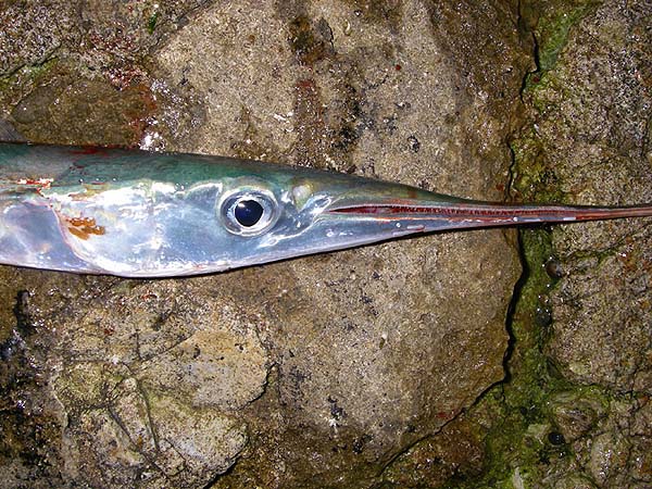 There must be millions of these fish lice on the fish that we catch.