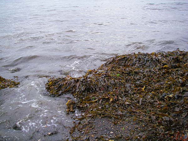 If you catch a swell with 50kg of this stuff wrapped round your legs your in trouble.