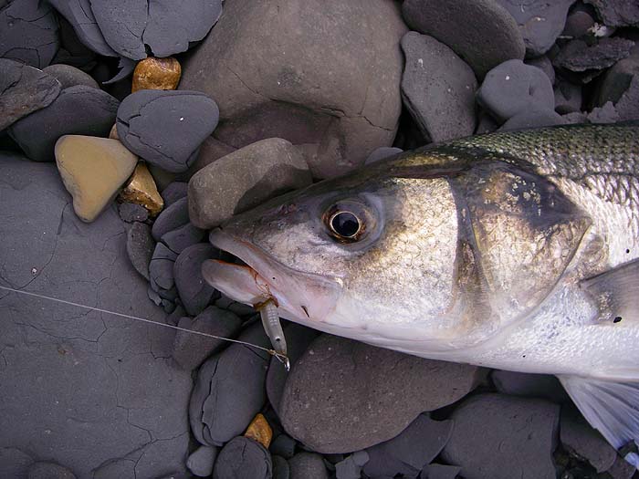 Nicely hooked on my 'fly'.