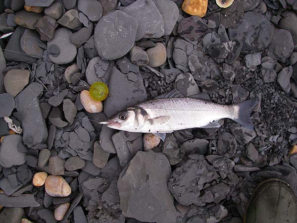 This one took an 'eel' under a bouncy float.