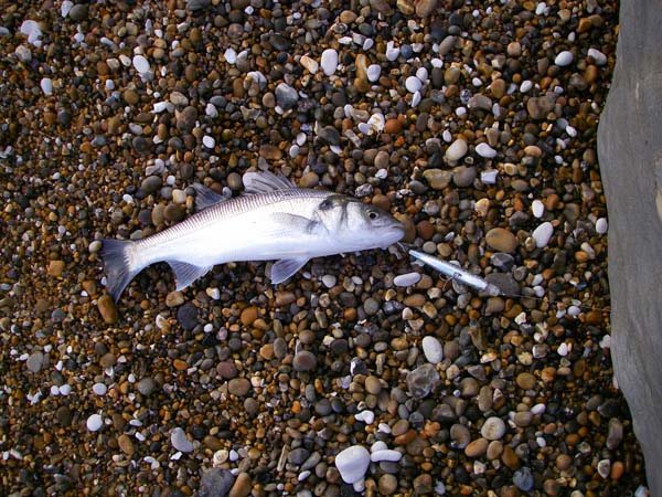 one of our small but feisty fish.