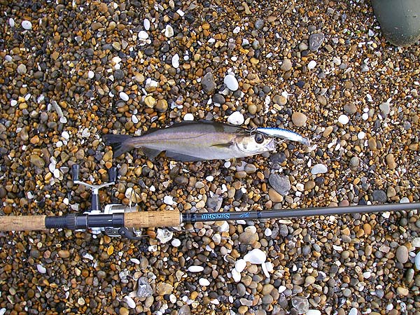 I think some of our missed bites were pollack.