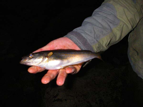 Not easy to focus on in the poor light.