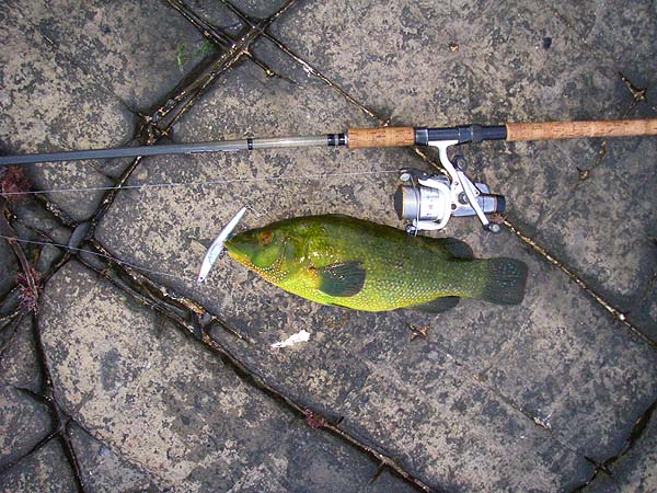 I really did think I was into a decent bass at first.