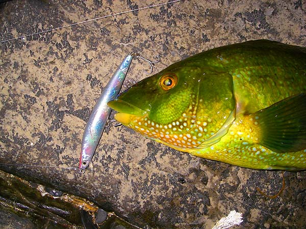 Unusually this one had nipped at the 'pelvic hook' of the lure.