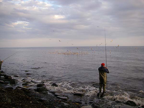 It's pretty clear where the maggots and the fish are concentrated.