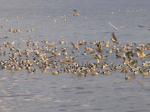 It would be handy if you could really zoom the fish in close enough to cast to them.