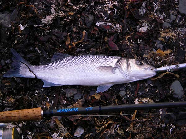 There were a few schoolies there but nothing to shout about.