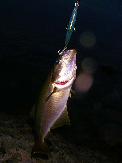 this one hooked itself on my Angel's Kiss plug.