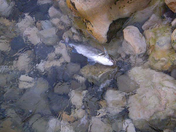 It was a much splashier fight than the pollack.