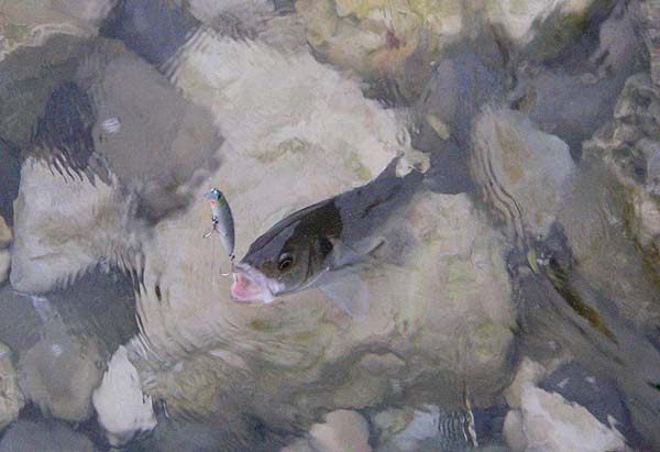 The bass about to be lifted out.