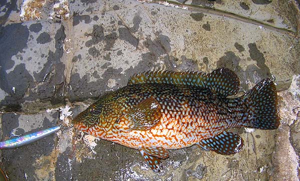 Much better than mine. He guessed a pound-and-a-half but it looks fat enough to have been more.