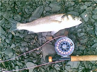 Taken on a maggot fly and pretending to be a mullet. This picture is from Ben's phone.