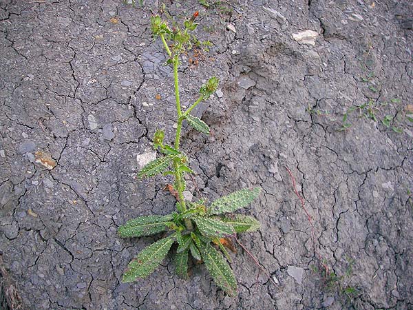 With it's characteristic bristly leaves this is a common cliff plant.