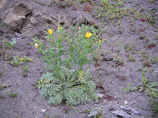 Beautiful yellow flowers, attractive crimped leaves with a grey bloom and enormous seed pods.